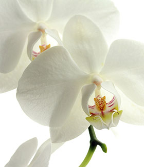 カウンセリング／コンサルテーション